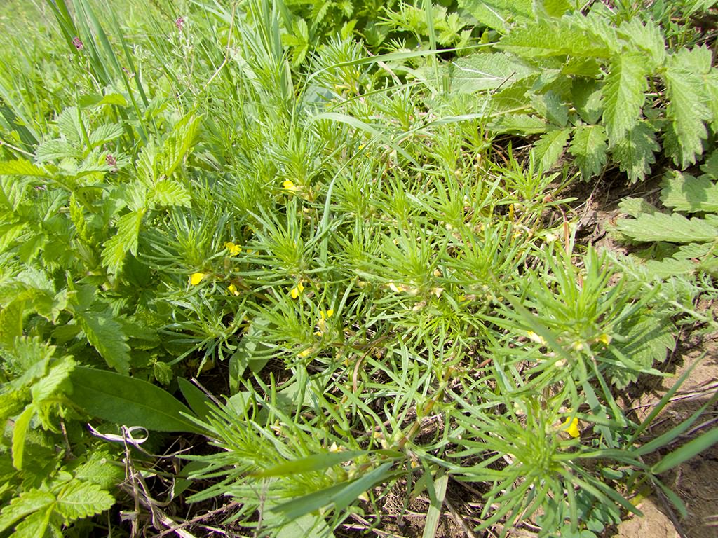 Ajuga chia Schreb.